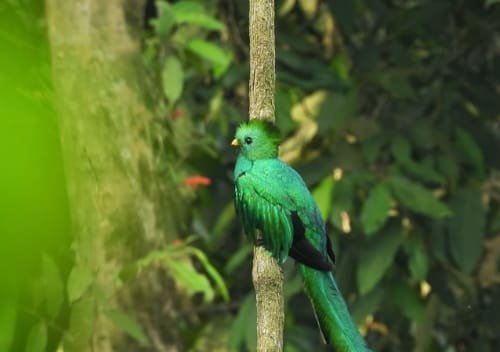Diego Gonzales - Atitlan Nature Birding Tours